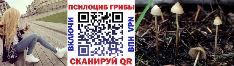 блэк спрут ссылка  купить наркотики цена  Салаир  Псилоцибиновые грибы Psilocybine cubensis 
